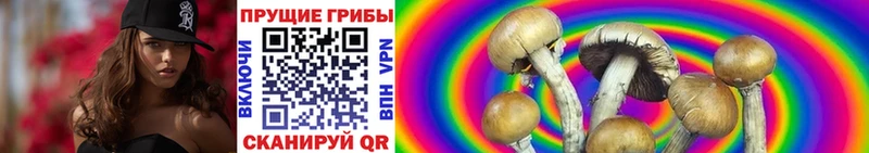 Галлюциногенные грибы Psilocybe  Купить где  Кумертау 